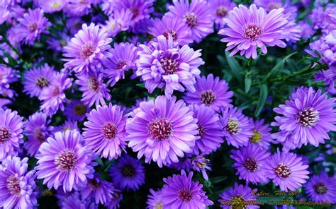 Purple Flowers Wallpapers - Wallpaper Cave