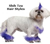 88+ Short Hair Maltese Shih Tzu Haircuts - l2sanpiero