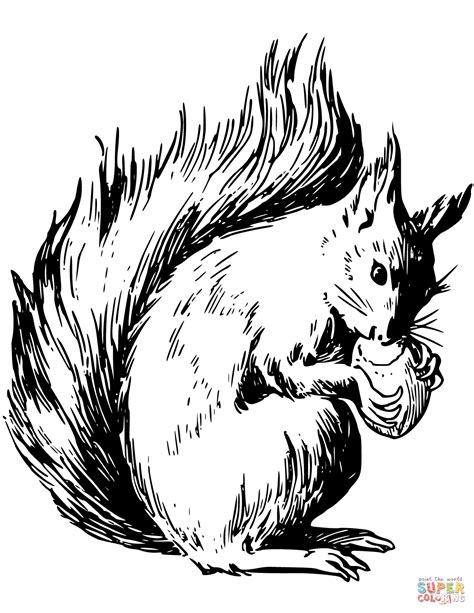 Squirrel Eating Nuts coloring page | Free Printable Coloring Pages