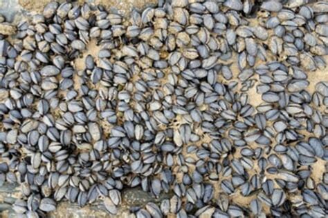 Microfibres cause macro problems in blue mussels | The Fish Site