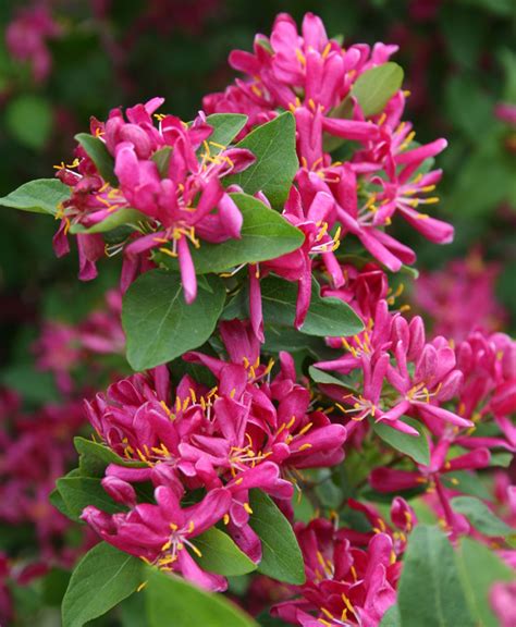 HONEYSUCKLE ARNOLD RED For Sale in Boulder Colorado