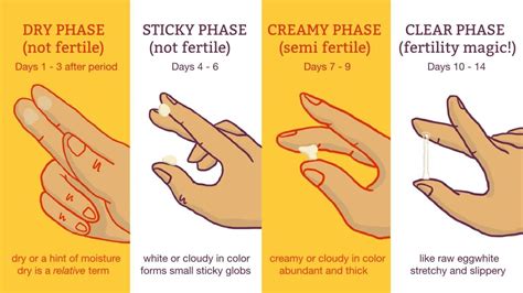 How Cervical Mucus Changes Throughout Pregnancy Vaginal Discharge ...