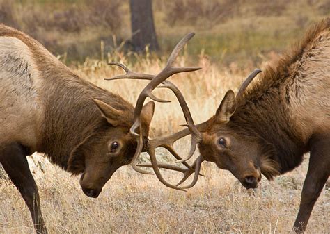 Fighting Elk Photograph by Lowell Monke