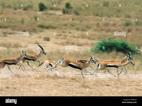 Thomson's gazelle running hi-res stock photography and images - Alamy