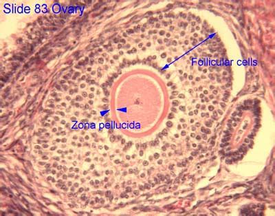 Cytology