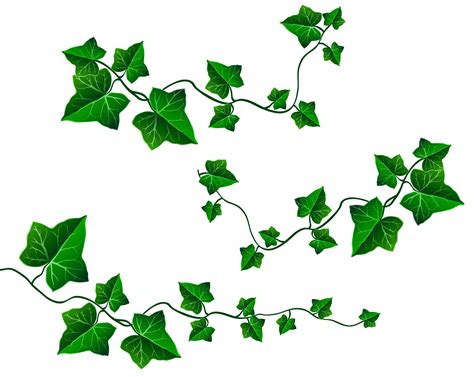 Vine leaves clipart 20 free Cliparts | Download images on Clipground 2024