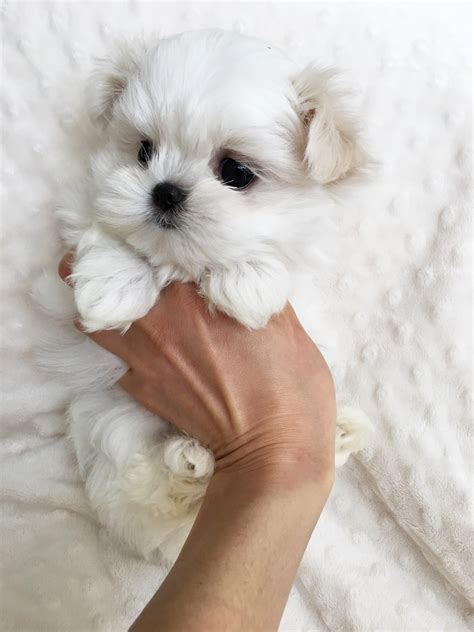 Teacup Maltese Puppy for sale! - iHeartTeacups