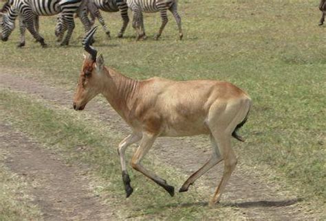 HARTEBEEST: A grassland antelope | SAFARI KAY african safari adventures