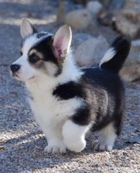 Corgi Husky Puppy | PETSIDI