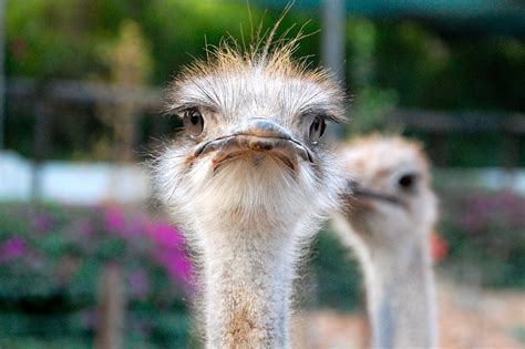 South Africa Ostrich Eyes - Free photo on Pixabay - Pixabay