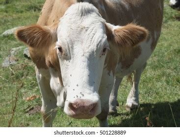 Cow Portrait Stock Photo 501228889 | Shutterstock