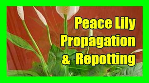 How To Divide Peace Lily Plant: Peace Lily Propagation, Repotting, Dividing, Splitting | Lily ...