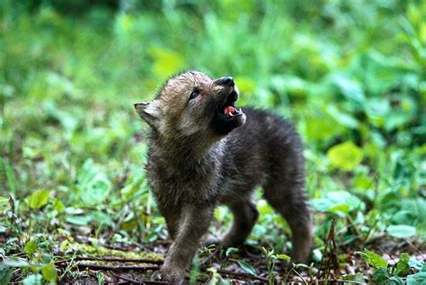 White Wolf : 15 Photos Of Adorable Howling Wolf Pups Will Make Your Day