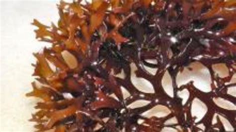 10 Different Types of Edible Seaweed with Images - Asian Recipe