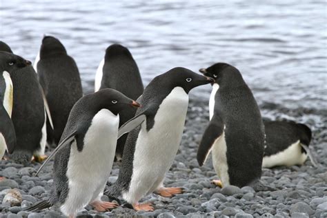 Antarctic Animals - Help Save The Last True Wilderness