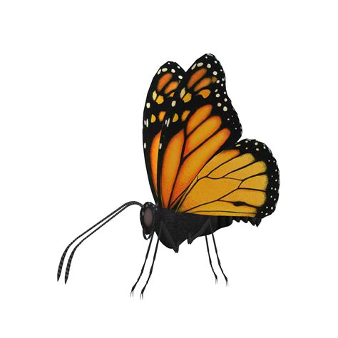 3d Butterfly Drawing | Free download on ClipArtMag