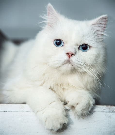 Persian Cat Blue And Green Eyes - The Best Dogs And Cats