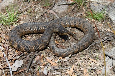 Diamondback Water Snake (Common Snakes Identification Guide for the Houston Area) · iNaturalist.org