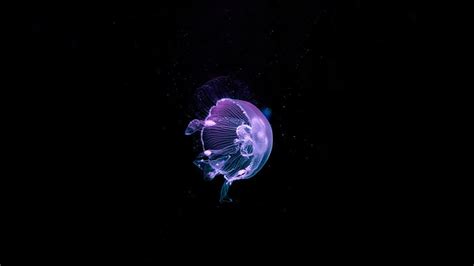 HD wallpaper: natures photography of blue Jelly Fish, deep blue ...