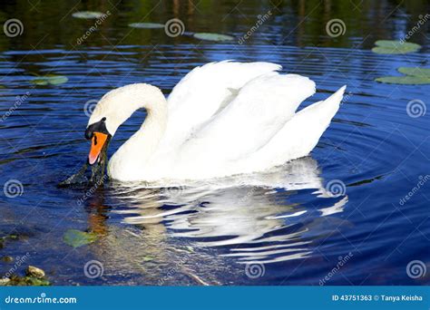 White Swan with the Napped Feathers Stock Image - Image of calm, beautiful: 43751363