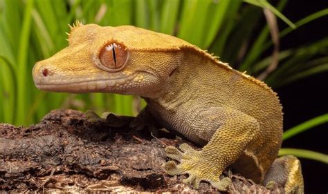 Discover Some of the Best Lizard Pets to Have - Franchise Guide HQ UK