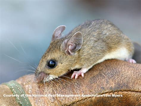 Common Types of Rodents - Different Rodent Types