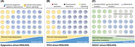 Patterns of clonal evolution during the progression of MDS to secondary... | Download Scientific ...