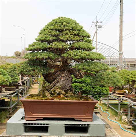 Notable Record-Breaking Bonsai Trees Across the Globe - Hooked on Bonsai