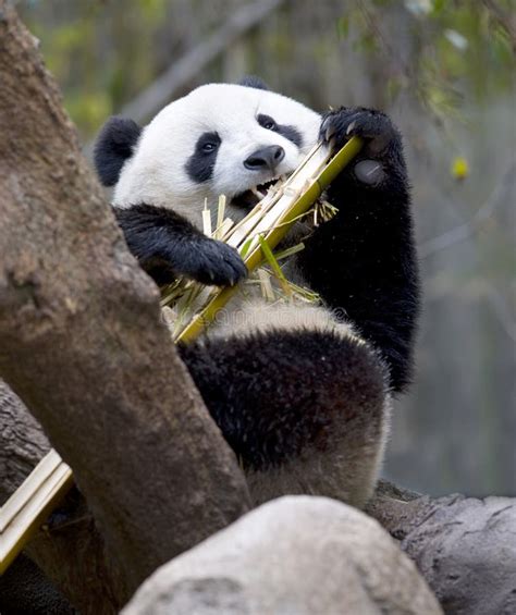 Chinese Panda Bear In Tree Eating Bamboo, China Stock Photography - Image: 13478502