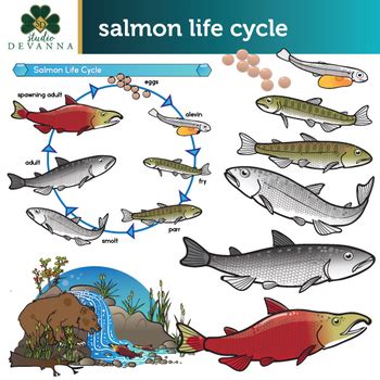 Sockeye Salmon Life Cycle Clip Art Set by Studio Devanna | TpT