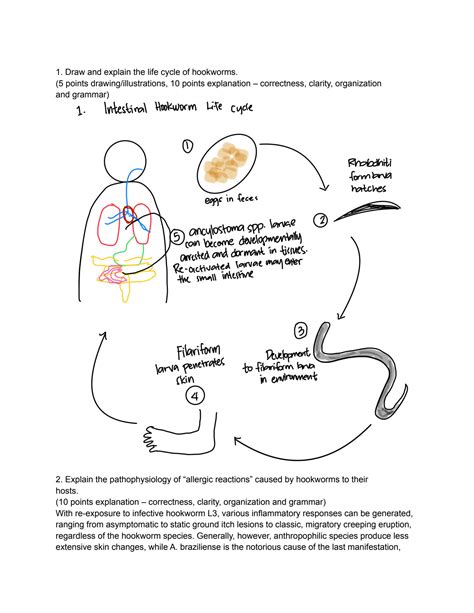 SOLUTION: Parasitology life cycle of hookworms and pathophysiology of ...