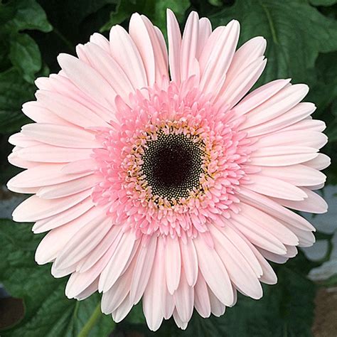 US$ 0.98 - PINK Series Gerbera Daisy Seeds 20+ Perennial Gerbera Jamesonni Plants - www.deargogo.com