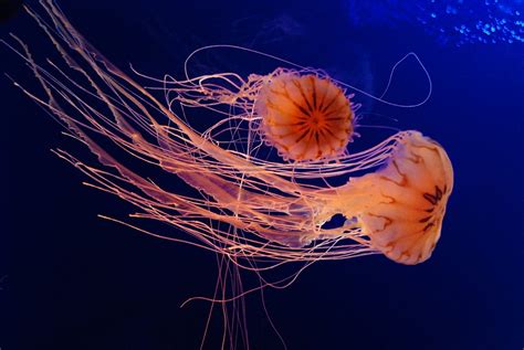 Free photo: Jellyfish, Aquarium, Sea - Free Image on Pixabay - 1599076