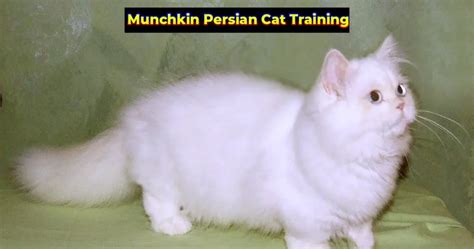 Munchkin Cat Persian Training of all cat Comprehensive Guide