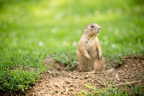 28 Steps to Get Rid of Groundhogs - The Habitat