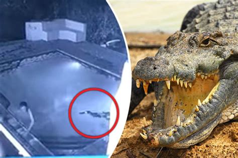 Clip shows nightmare crocodile attack on couple swimming in hotel pool | Daily Star