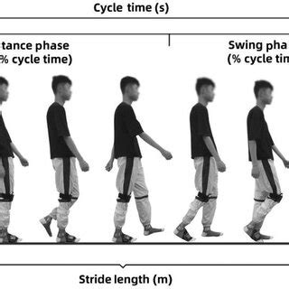 Diagram demonstrating a gait cycle. | Download Scientific Diagram