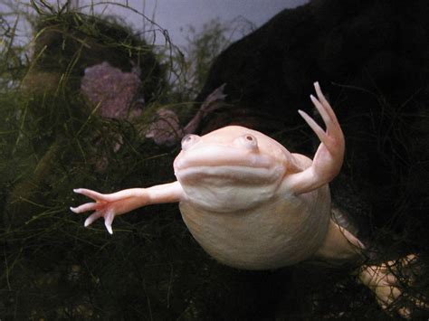 Albino African Clawed Frog Wallpapers HD Download