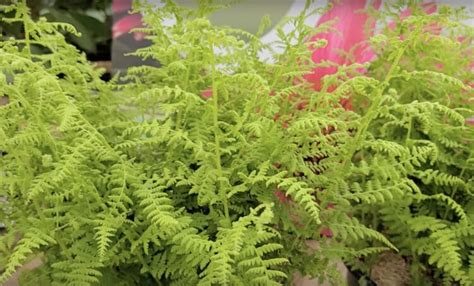 Is hay scented fern evergreen? - Gardening Channel