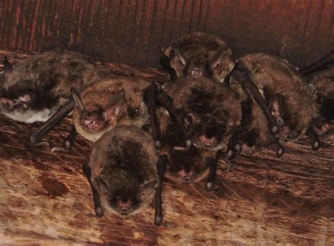 The Best Bat Removal Near Me - Wildlife Removal Services of Florida