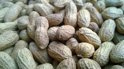 Ways Groundnut Farming Can Make You Rich in Short Time