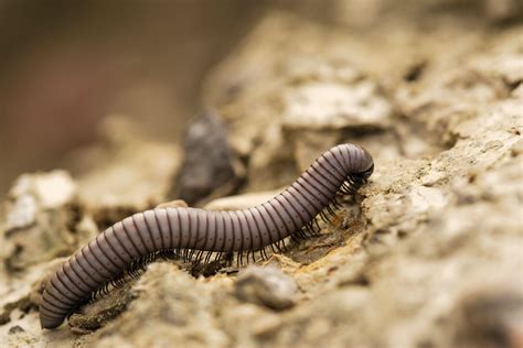 10 Fascinating Facts About Millipedes