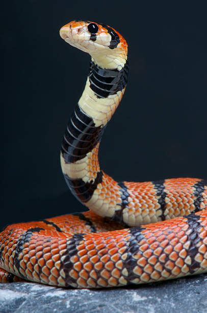 340+ Coral Snake Stock Photos, Pictures & Royalty-Free Images - iStock