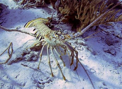 Creature Feature: Caribbean Spiny Lobster | Oceana USA