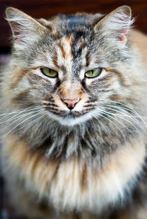 Norwegian Forest Cat Breed Information, Pictures, Characteristics & Facts