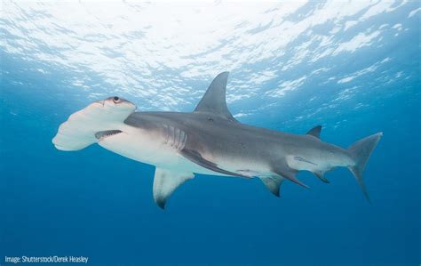 Great Hammerhead Shark - Oceana