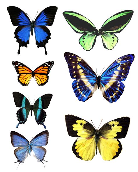 Butterfly Wing Patterns - ClipArt Best