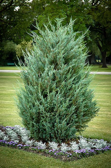 Moonglow Juniper For Sale Online | The Tree Center