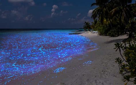 Bioluminescent Beach in Maldives - Glowing Maldives Beach - Holidify