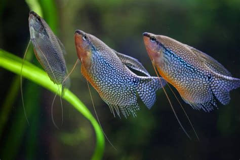 11 Popular & Colorful Gourami Fish Types (with Setup & Care)